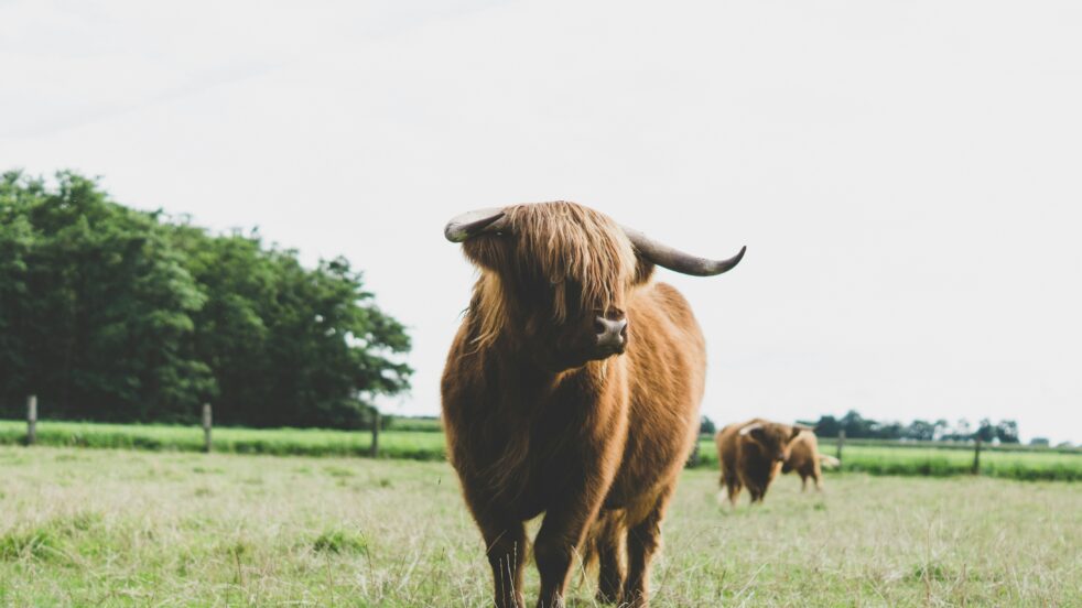 Dominic dreier Ht E0 Ku Q Cryk unsplash okse sommer 2025